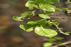 Gardenia gummifera